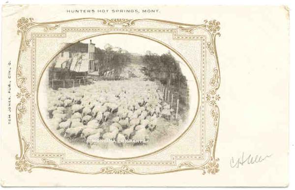 Sheep drive