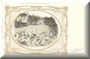 Sheep drive at Hunters Hot Springs - c 1875