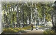 Another view of the 'grove'